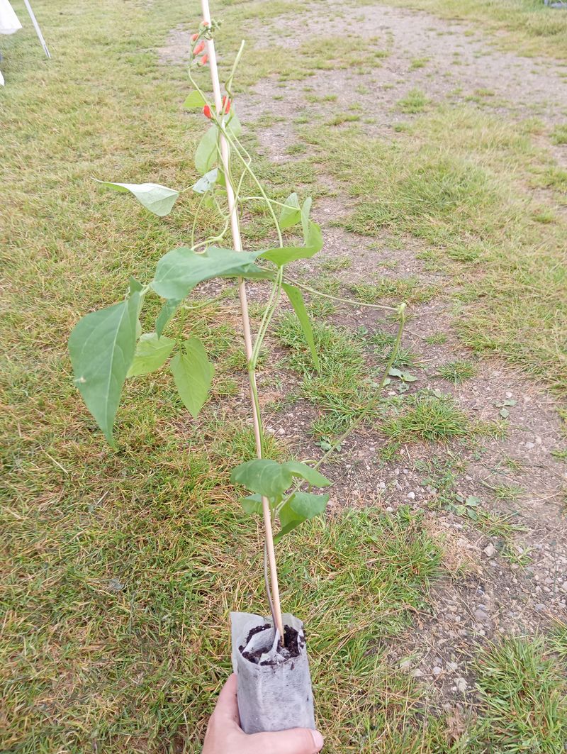 Phaseolus coccineus